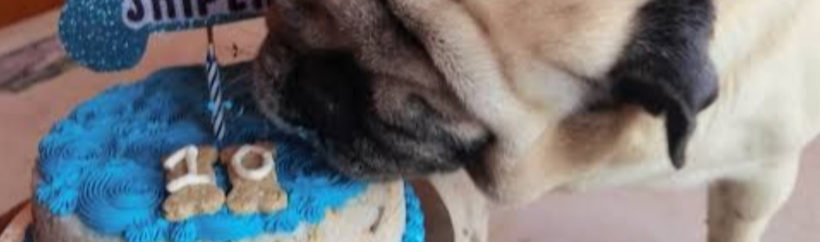 Repostería para mascotas