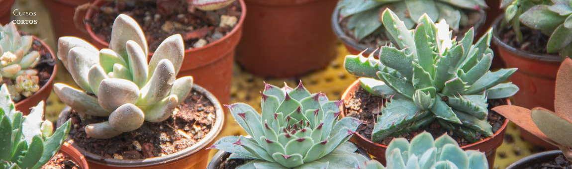Suculentas y jardines en miniatura: naturaleza que inspira
