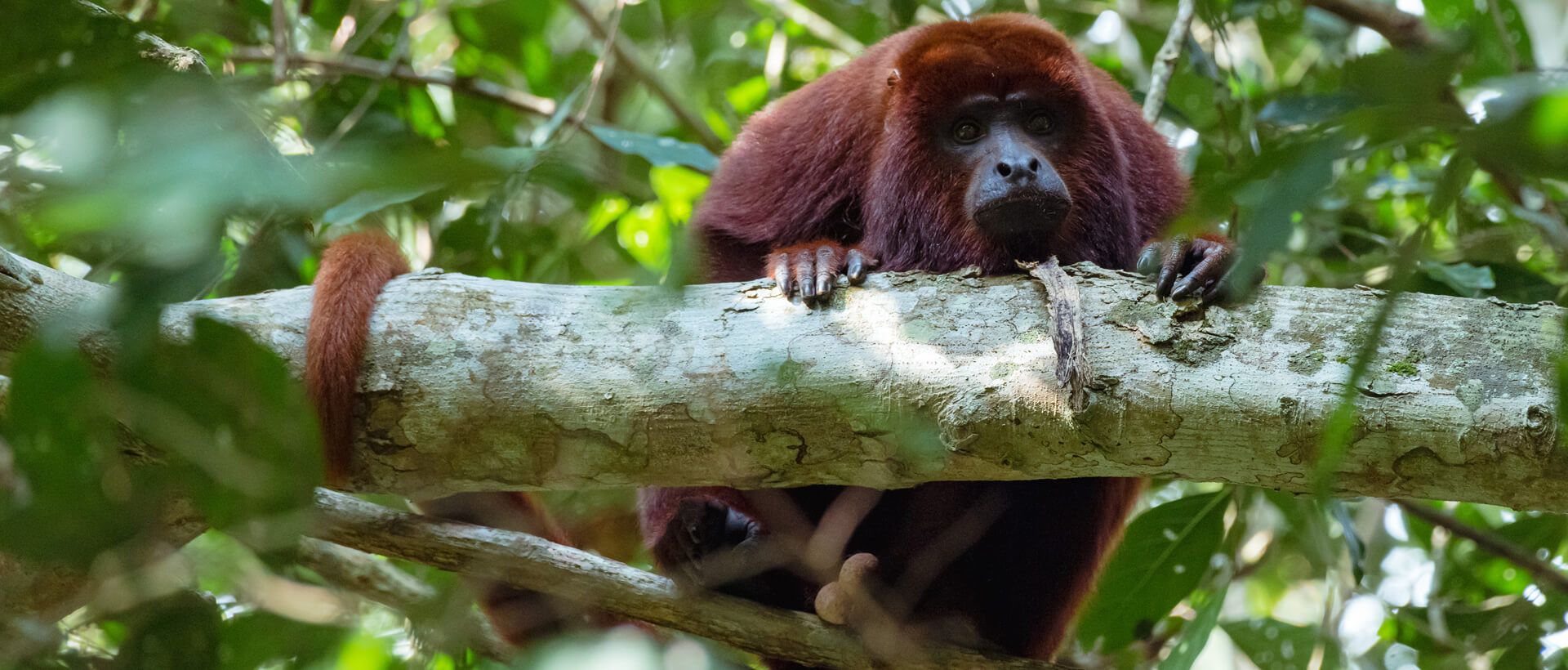 fotografia especies cimitarra