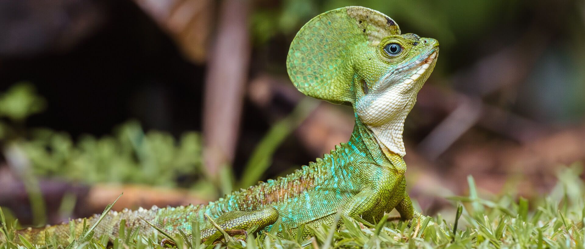 fotografia especies cimitarra